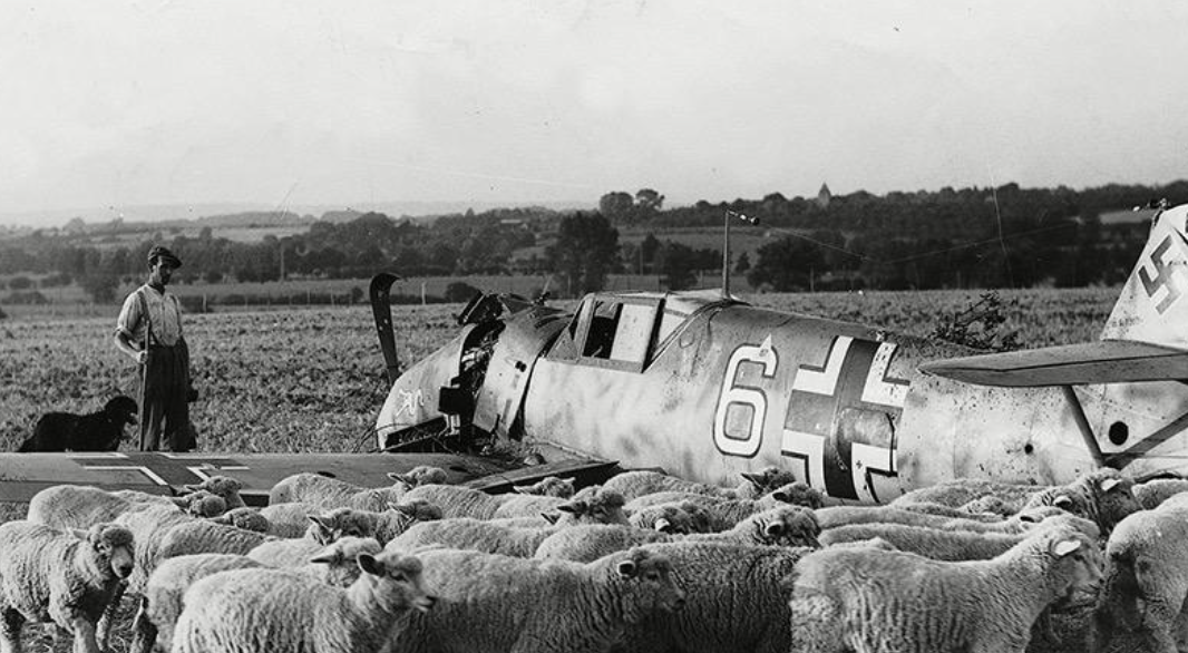 Crashed Messerschmitt fighter in a field surrounded by sheep